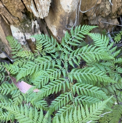 Calochlaena dubia (Rainbow Fern) at Uriarra Village, ACT - 19 Feb 2023 by Tapirlord