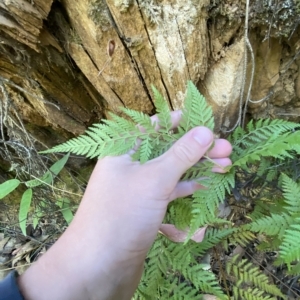 Calochlaena dubia at Uriarra Village, ACT - 19 Feb 2023