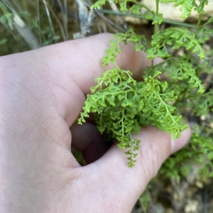 Lindsaea microphylla at Uriarra Village, ACT - 19 Feb 2023 10:41 AM