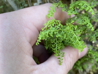 Lindsaea microphylla (Lacy Wedge-fern) at Uriarra Village, ACT - 18 Feb 2023 by Tapirlord