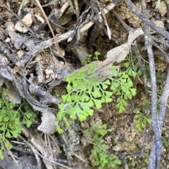 Lindsaea microphylla at Uriarra Village, ACT - 19 Feb 2023 10:41 AM