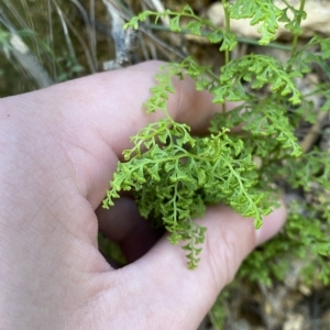 Lindsaea microphylla at Uriarra Village, ACT - 19 Feb 2023 10:41 AM