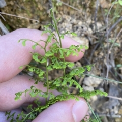 Lindsaea microphylla at Uriarra Village, ACT - 19 Feb 2023 10:41 AM