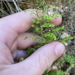 Lindsaea microphylla at Uriarra Village, ACT - 19 Feb 2023