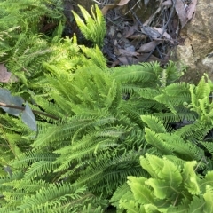 Sticherus lobatus (Spreading Fan Fern) at Cotter River, ACT - 19 Feb 2023 by Tapirlord