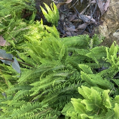 Sticherus lobatus (Spreading Fan Fern) at Namadgi National Park - 18 Feb 2023 by Tapirlord