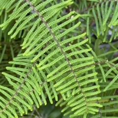 Gleichenia microphylla (Scrambling Coral Fern) at Namadgi National Park - 18 Feb 2023 by Tapirlord