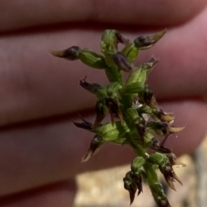 Corunastylis ectopa at suppressed - 19 Feb 2023