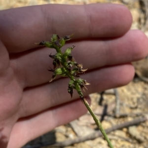 Corunastylis ectopa at suppressed - suppressed