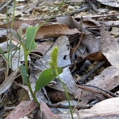 Schizaea bifida (Forked Comb Fern) at Cotter River, ACT - 18 Feb 2023 by Tapirlord