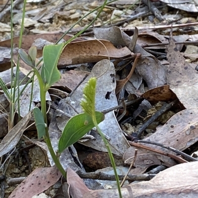 Schizaea bifida (Forked Comb Fern) at Cotter River, ACT - 19 Feb 2023 by Tapirlord