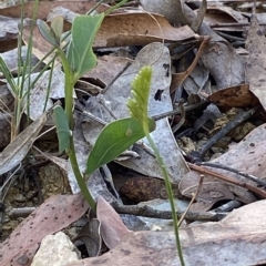 Schizaea bifida at Cotter River, ACT - suppressed