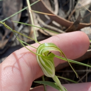 Diplodium decurvum at Brindabella, NSW - suppressed