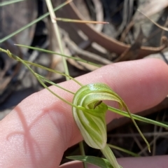 Diplodium decurvum at Brindabella, NSW - suppressed