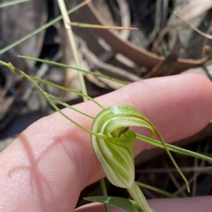 Diplodium decurvum at Brindabella, NSW - suppressed