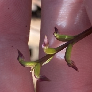 Corunastylis nuda at Brindabella, NSW - 19 Feb 2023