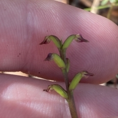 Corunastylis nuda at Brindabella, NSW - 19 Feb 2023