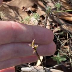 Corunastylis nuda at Brindabella, NSW - 19 Feb 2023