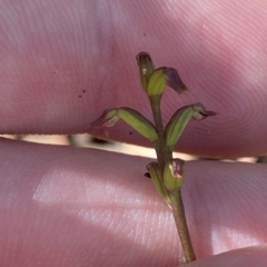 Corunastylis nuda at Brindabella, NSW - 19 Feb 2023