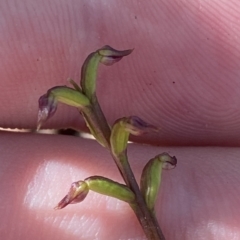 Corunastylis nuda at Brindabella, NSW - 19 Feb 2023