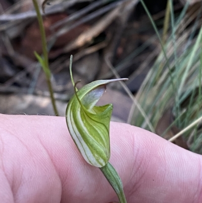 Diplodium atrans (Dark-tip greenhood) at Brindabella, NSW - 18 Feb 2023 by Tapirlord