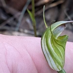 Diplodium atrans at Brindabella, NSW - 19 Feb 2023