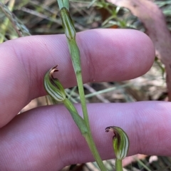 Speculantha multiflora (Tall Tiny Greenhood) at Namadgi National Park - 18 Feb 2023 by Tapirlord