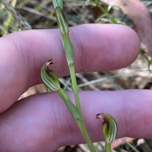 Speculantha multiflora at Cotter River, ACT - suppressed