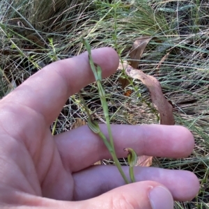 Speculantha multiflora at Cotter River, ACT - suppressed