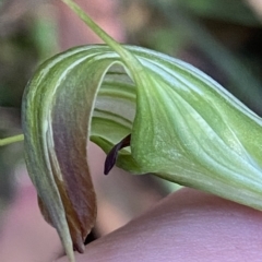 Diplodium decurvum (Summer greenhood) at Namadgi National Park - 18 Feb 2023 by Tapirlord