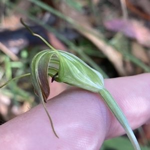 Diplodium decurvum at Cotter River, ACT - suppressed