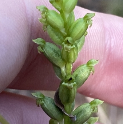 Microtis unifolia (Common Onion Orchid) at Namadgi National Park - 18 Feb 2023 by Tapirlord