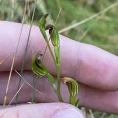 Speculantha multiflora (Tall Tiny Greenhood) at Cotter River, ACT - 18 Feb 2023 by Tapirlord