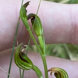 Speculantha multiflora at Cotter River, ACT - 19 Feb 2023