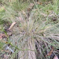 Speculantha multiflora at Cotter River, ACT - 19 Feb 2023