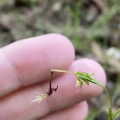 Thynninorchis huntianus (Common Elbow Orchid) at Namadgi National Park - 18 Feb 2023 by Tapirlord