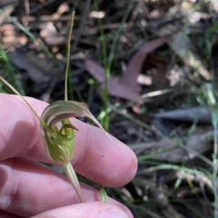 Diplodium aestivum (Long-tongued Summer Greenhood) at Cotter River, ACT - 18 Feb 2023 by Tapirlord