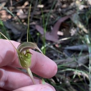 Diplodium aestivum at Cotter River, ACT - 19 Feb 2023