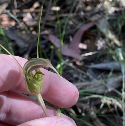 Diplodium aestivum (Long-tongued Summer Greenhood) at Namadgi National Park - 18 Feb 2023 by Tapirlord