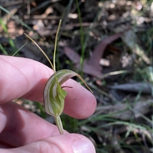 Diplodium aestivum at Cotter River, ACT - 19 Feb 2023