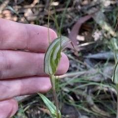 Diplodium aestivum at Cotter River, ACT - 19 Feb 2023