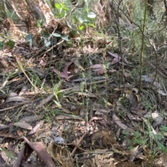 Diplodium aestivum at Cotter River, ACT - 19 Feb 2023