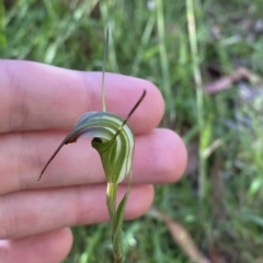 Diplodium decurvum (Summer greenhood) at Cotter River, ACT - 18 Feb 2023 by Tapirlord