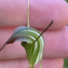 Diplodium decurvum at Cotter River, ACT - suppressed