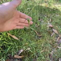 Diplodium decurvum at Cotter River, ACT - suppressed