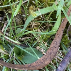 Diplodium decurvum at Cotter River, ACT - suppressed