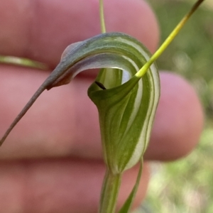 Diplodium decurvum at Cotter River, ACT - suppressed