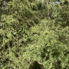 Gaudium brevipes (Grey Tea-tree) at Namadgi National Park - 18 Feb 2023 by Tapirlord