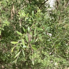 Gaudium brevipes at Cotter River, ACT - suppressed