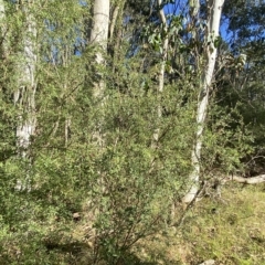 Gaudium brevipes at Cotter River, ACT - suppressed